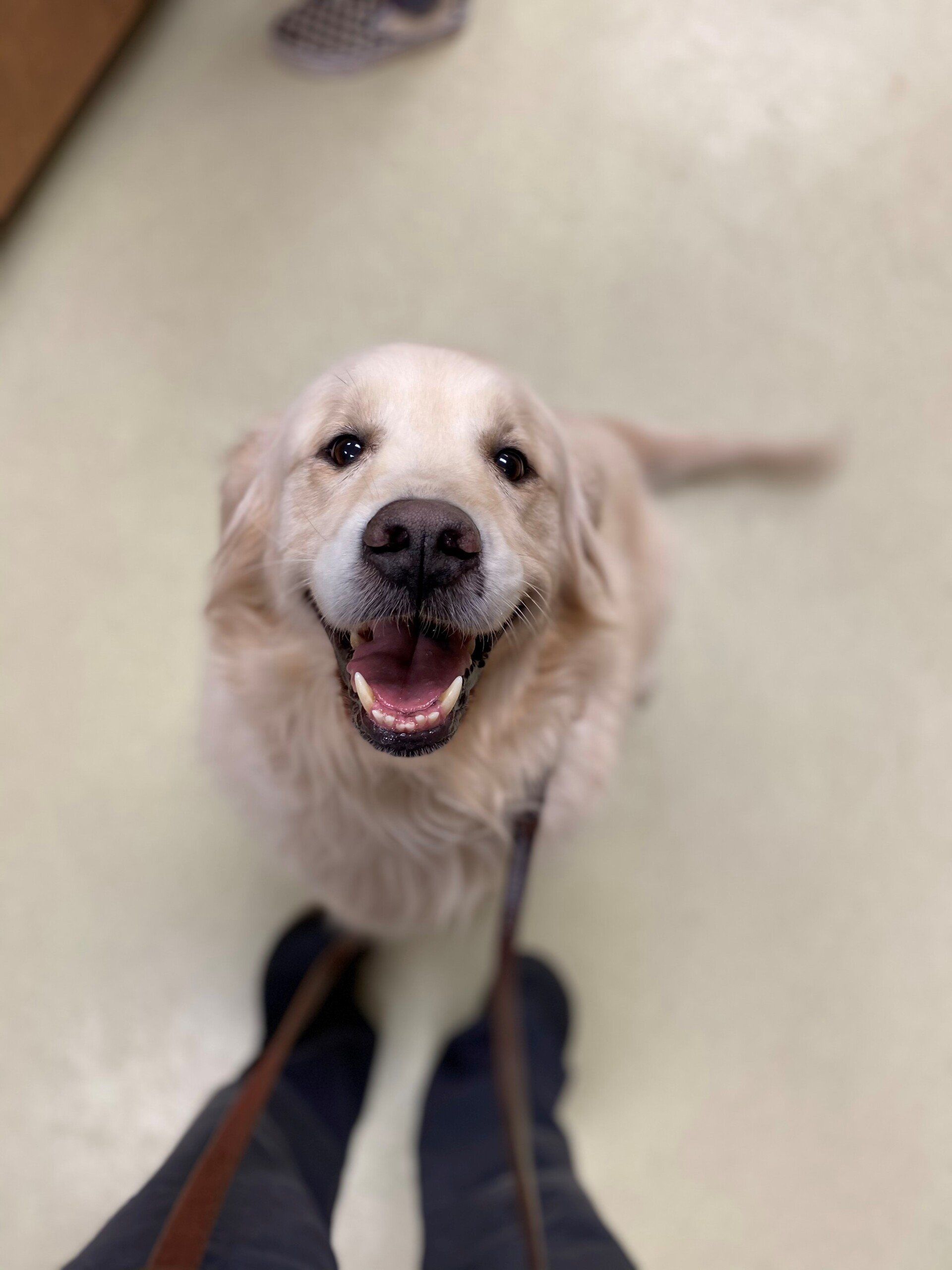 perrysburg animal hospital