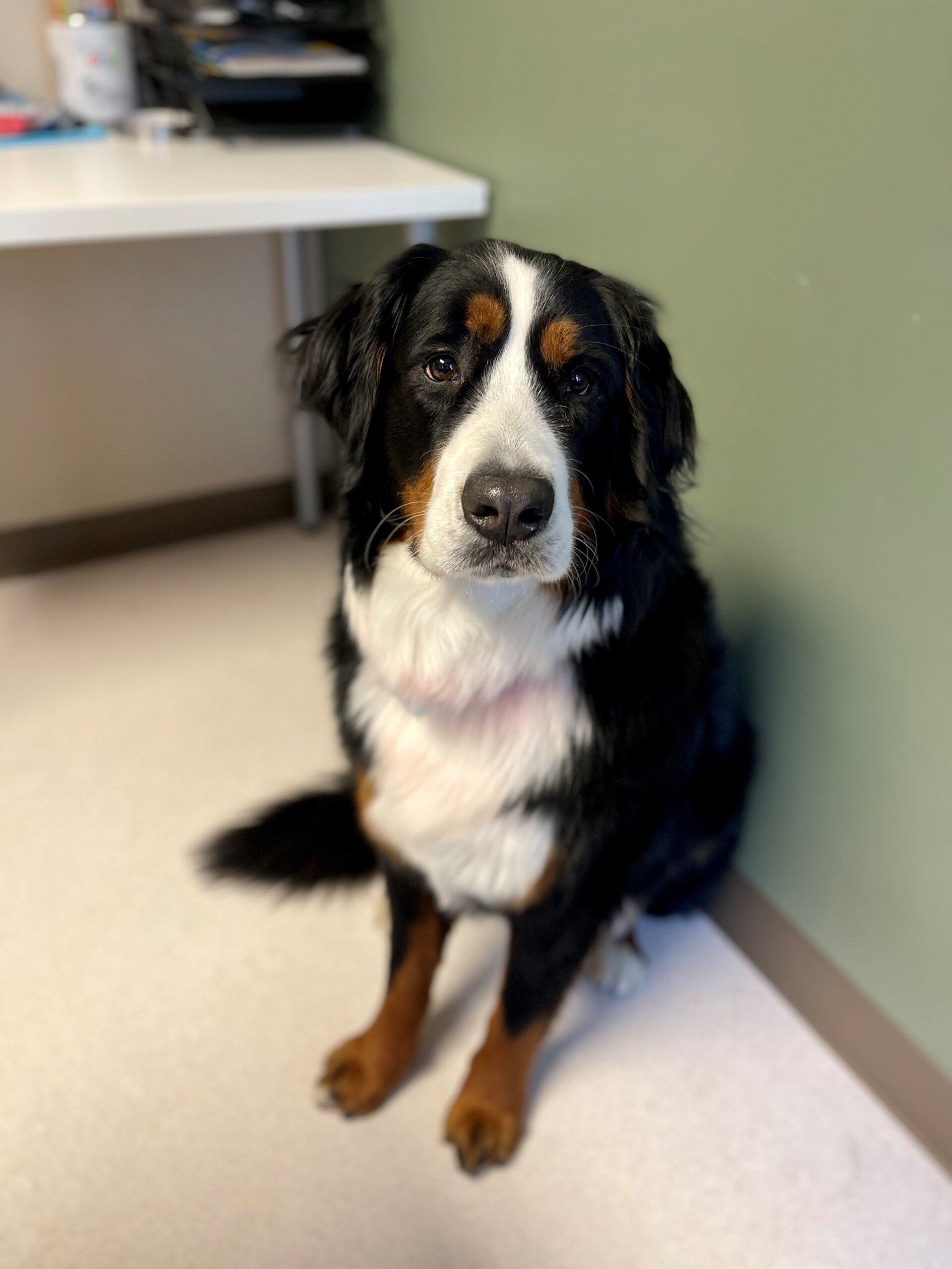 perrysburg animal hospital