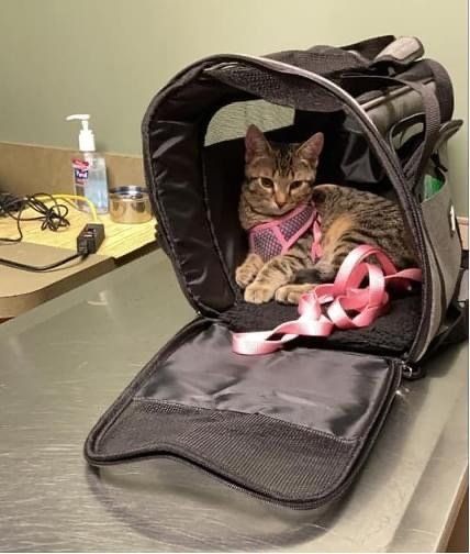 perrysburg animal hospital