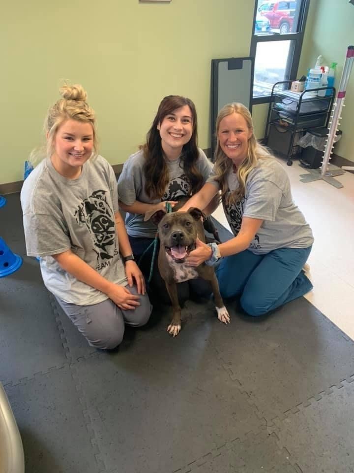 perrysburg animal hospital