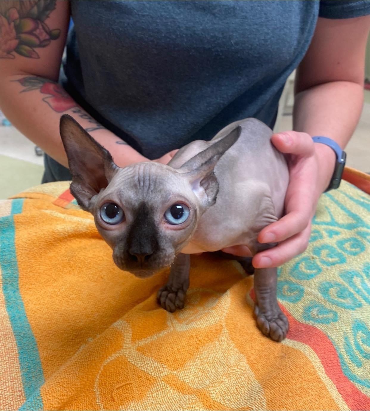 perrysburg animal hospital