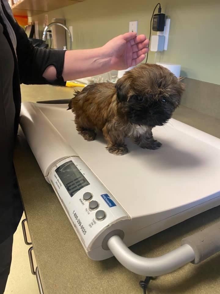 perrysburg animal hospital