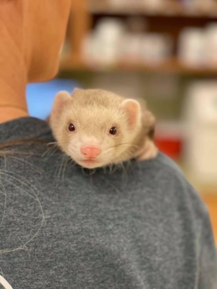 perrysburg animal hospital