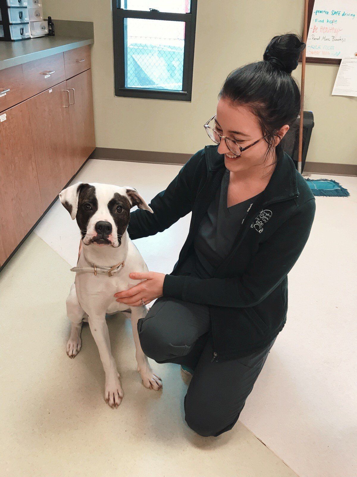 perrysburg animal hospital