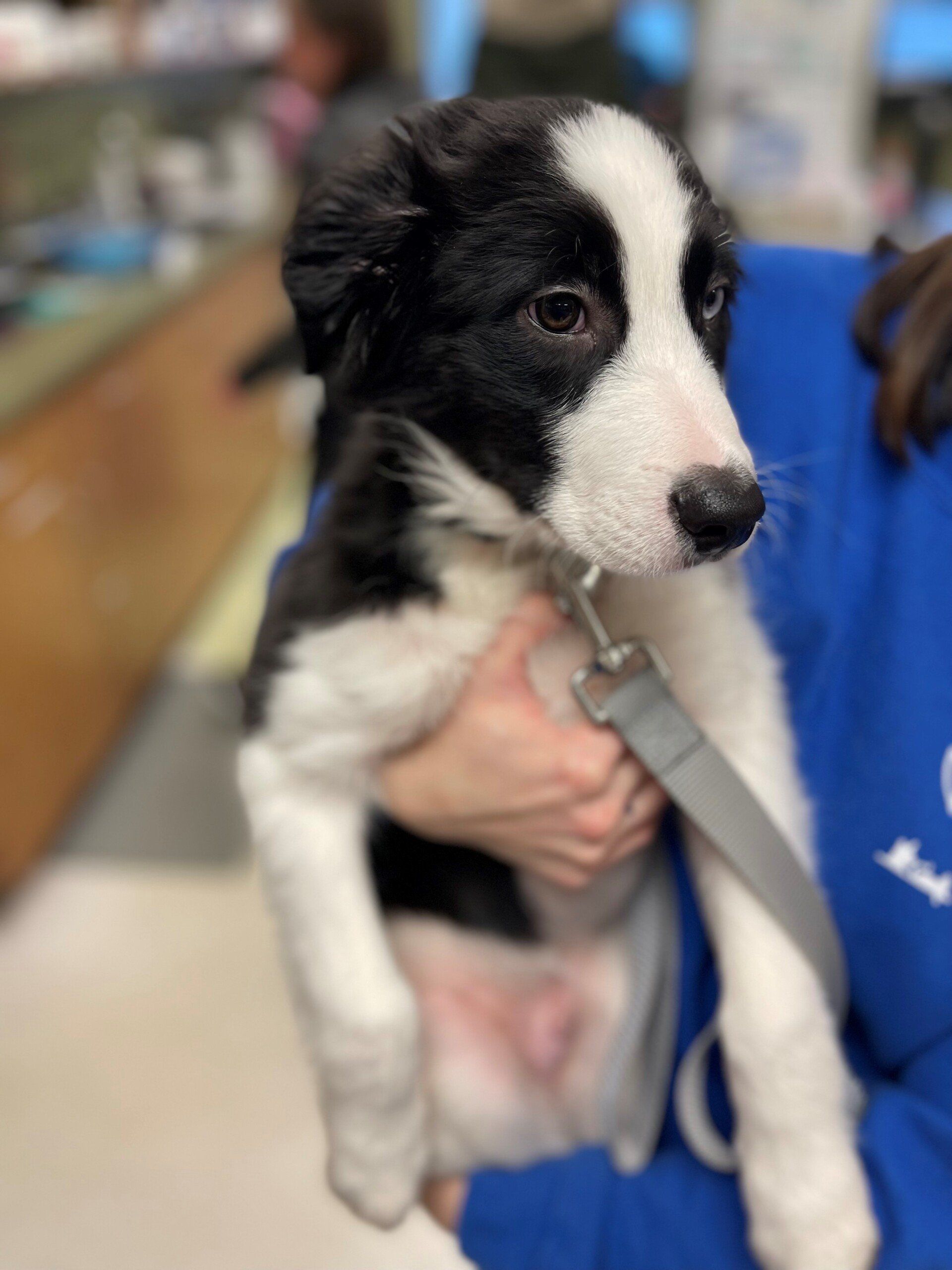 perrysburg animal hospital