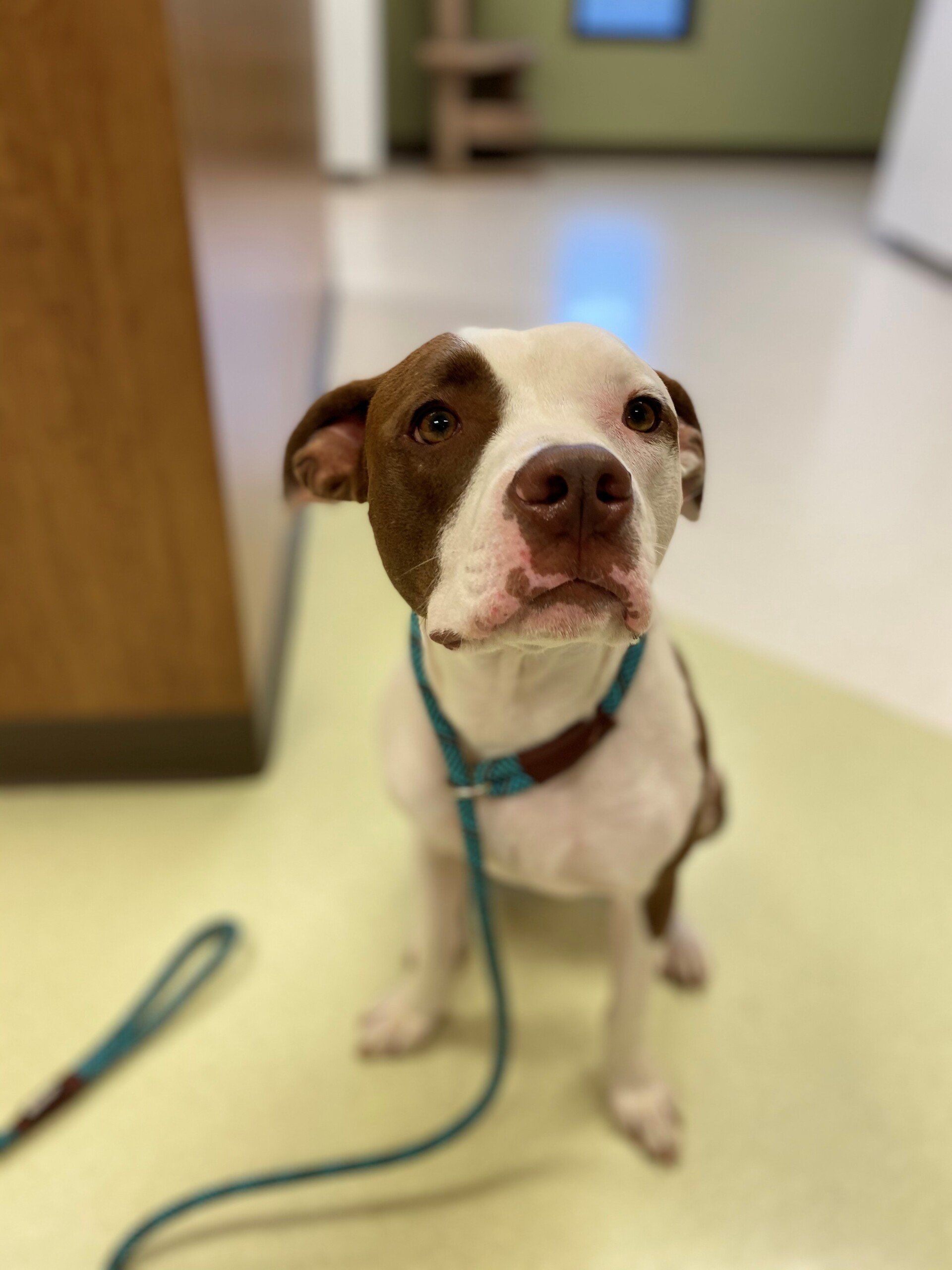 perrysburg animal hospital