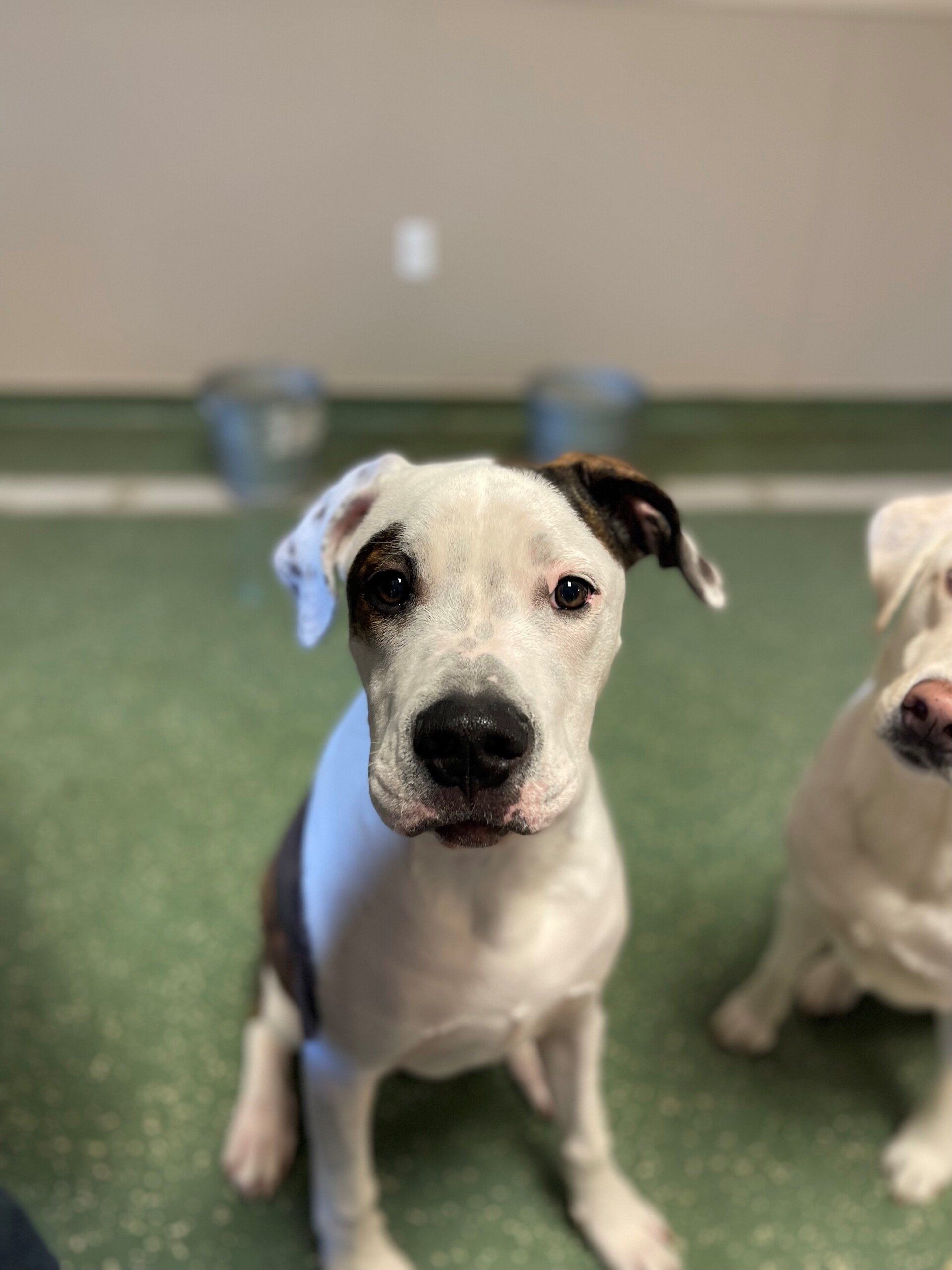 perrysburg animal hospital