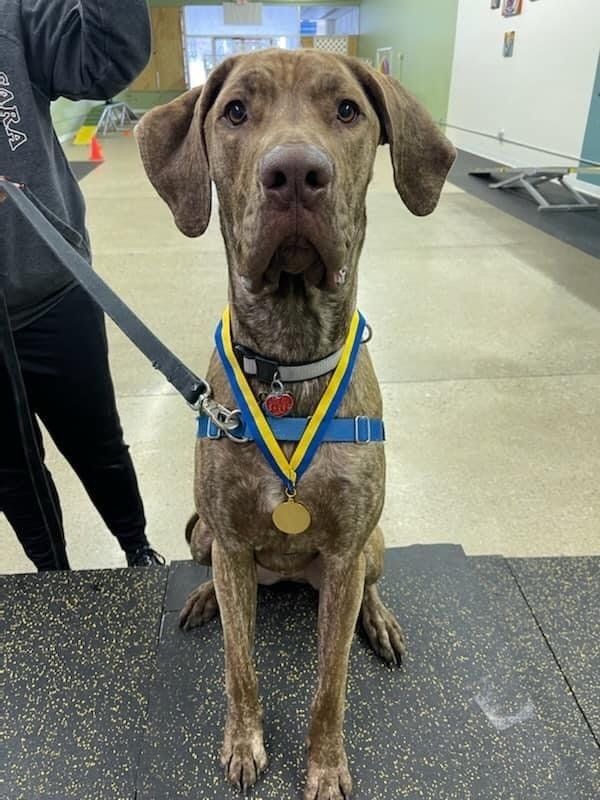 perrysburg animal hospital