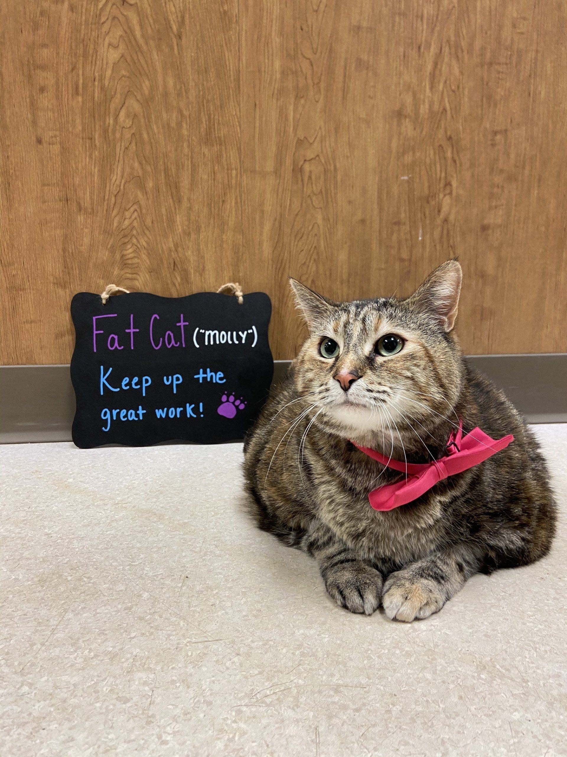 perrysburg animal hospital