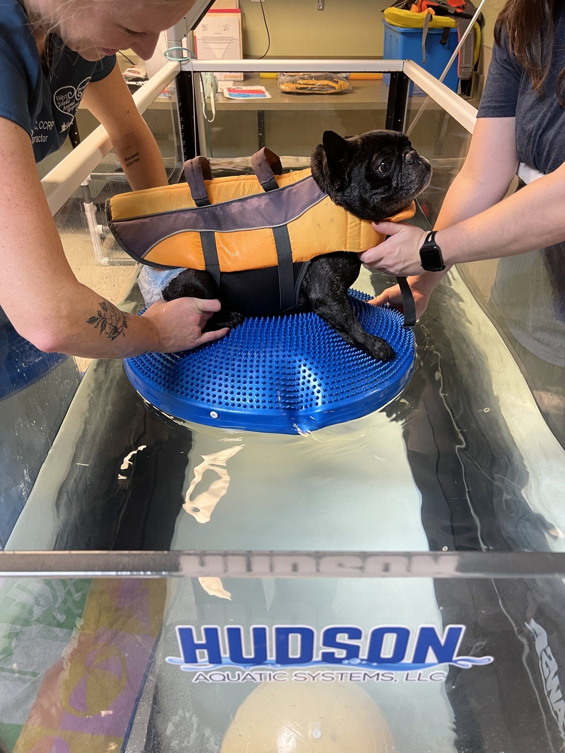 perrysburg animal hospital