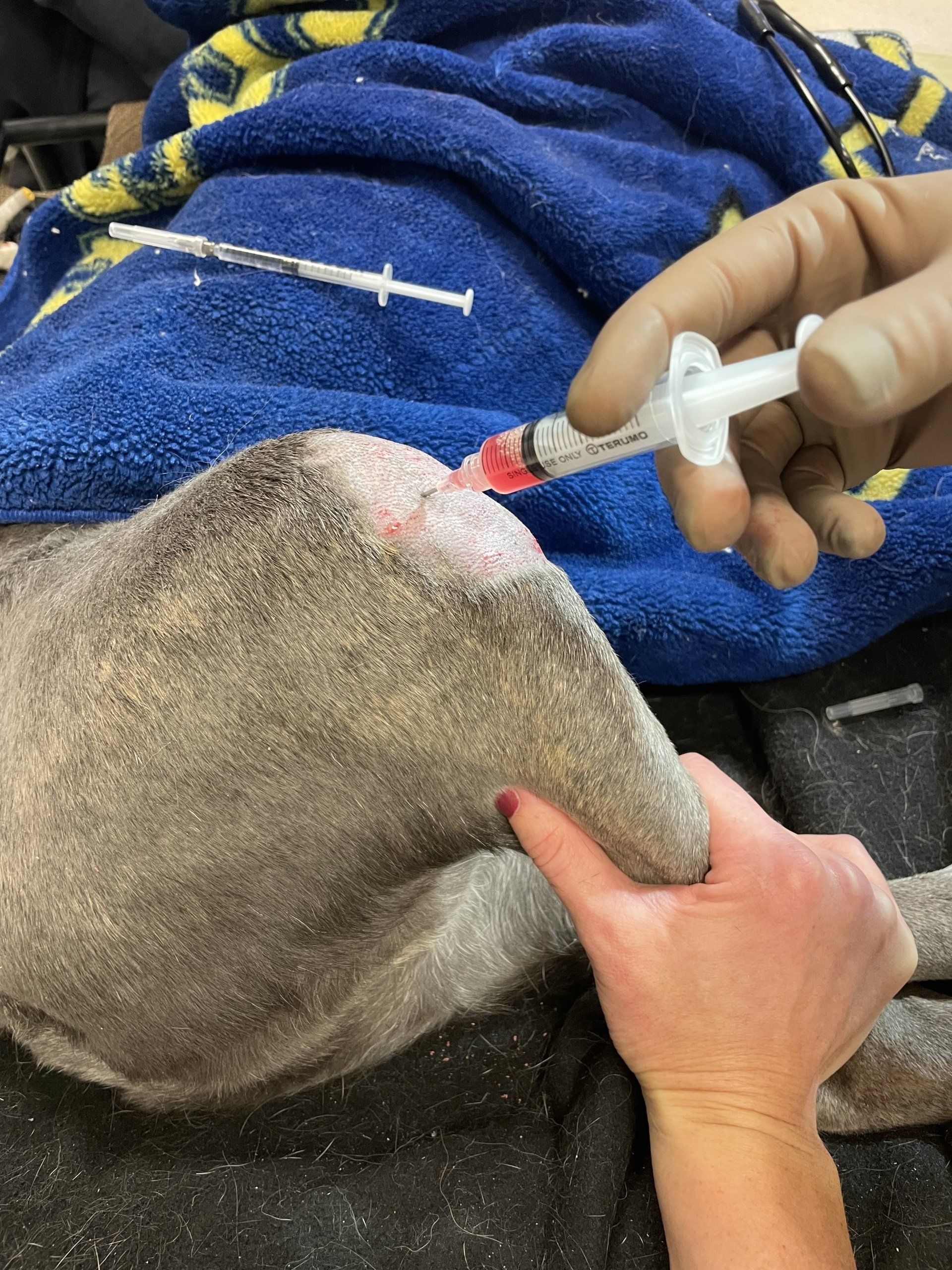 perrysburg animal hospital