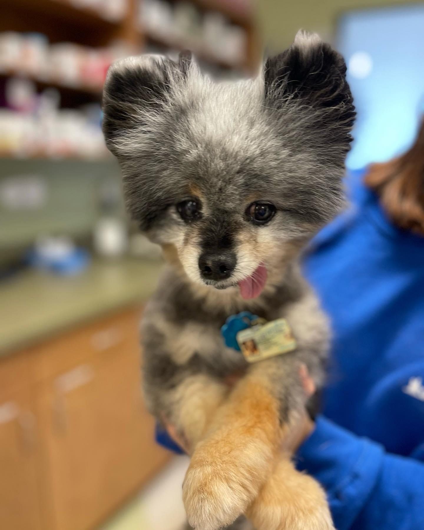 perrysburg animal hospital