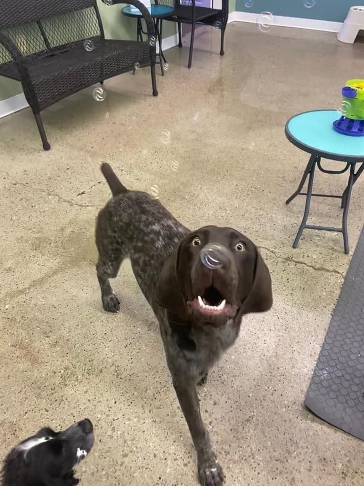 perrysburg animal hospital