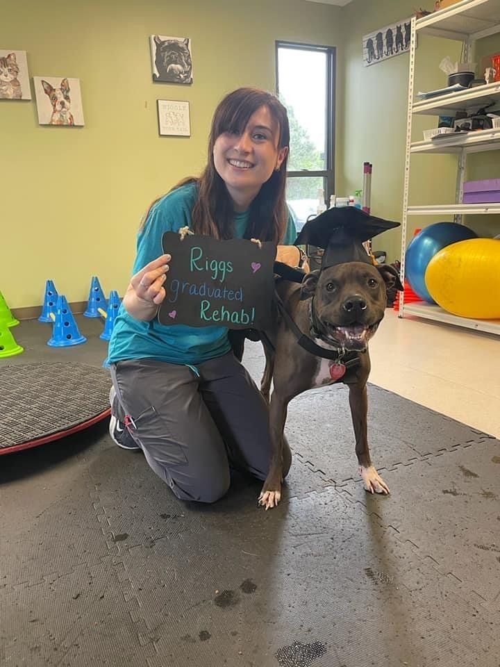 perrysburg animal hospital