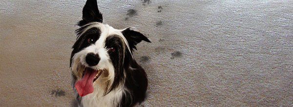 Carpet Cleaning