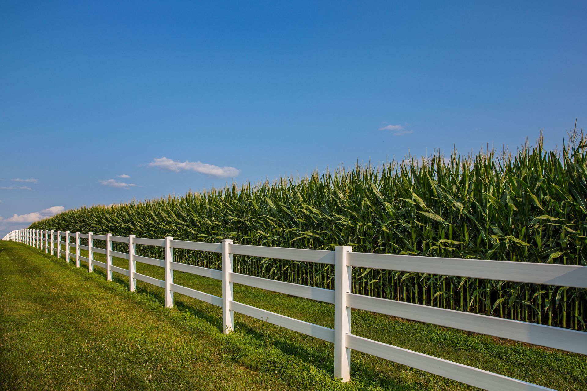 A white fence surrounds a corn field on a sunny day.