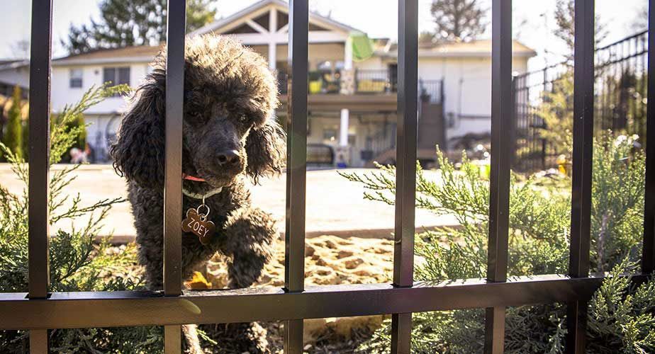 A small black poodle is standing behind a metal fence.