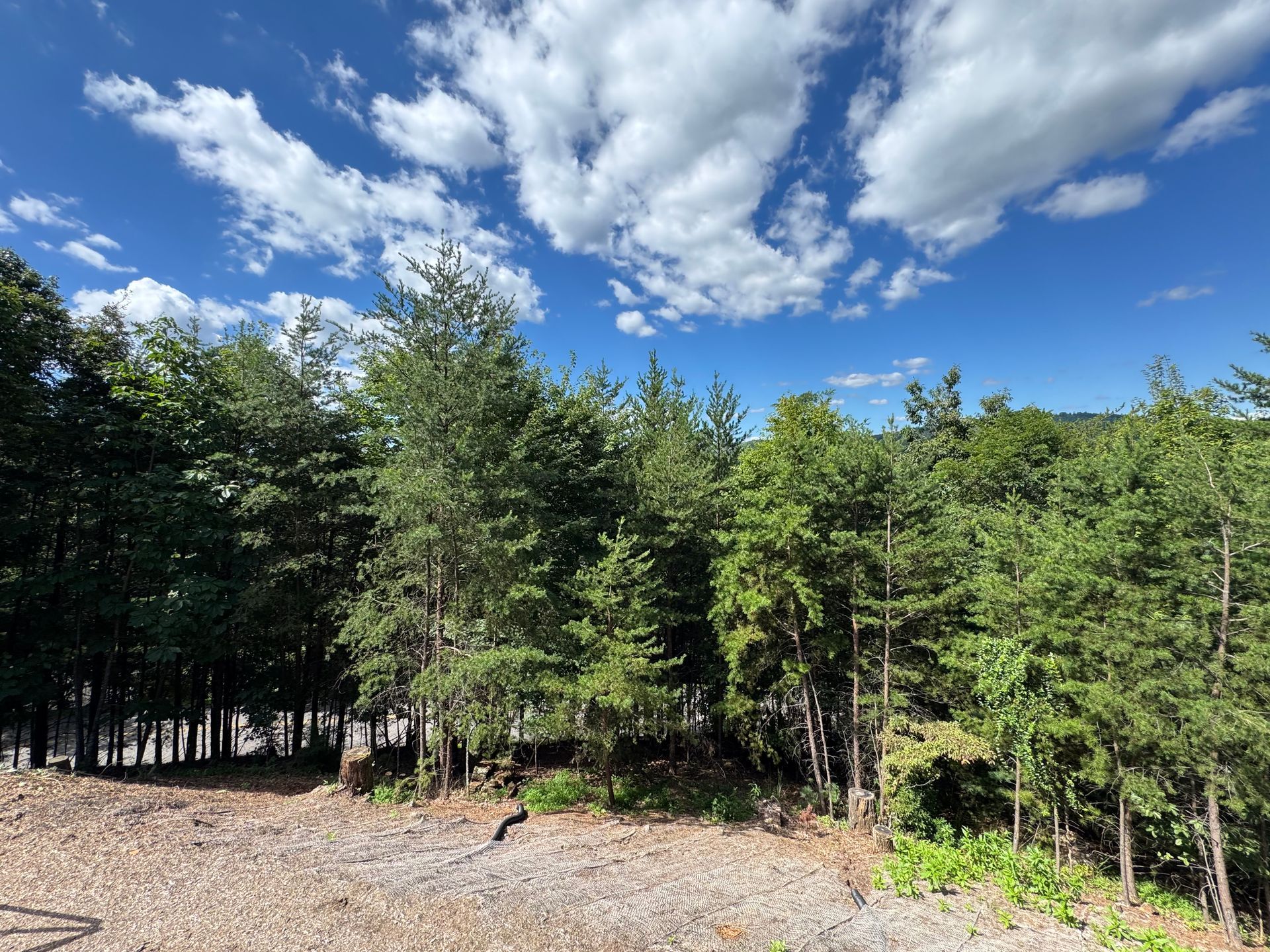 Trees against a blue sky with fluffy white clouds.