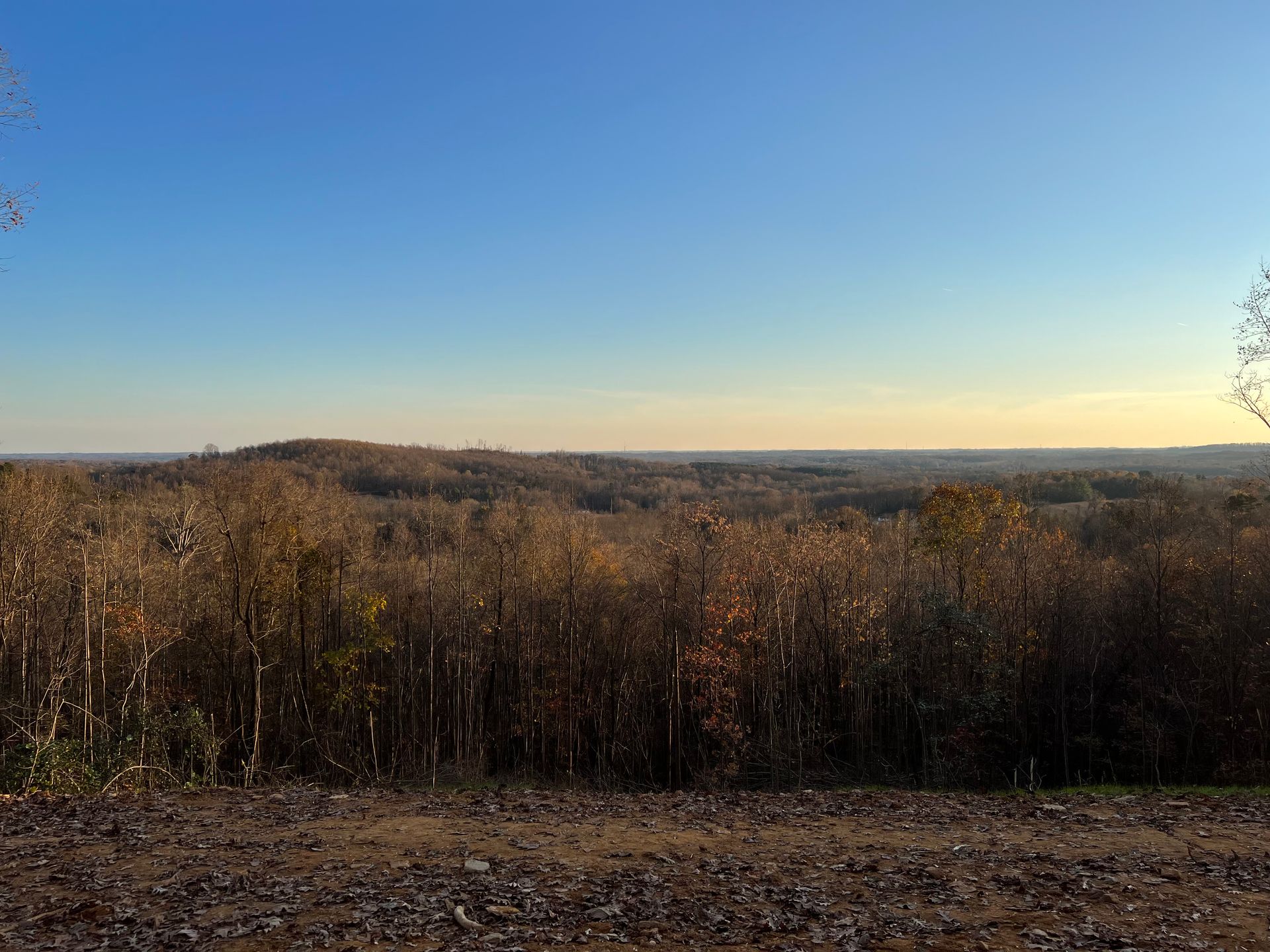 Brown forest under a clear, blue sky. Gravel foreground.