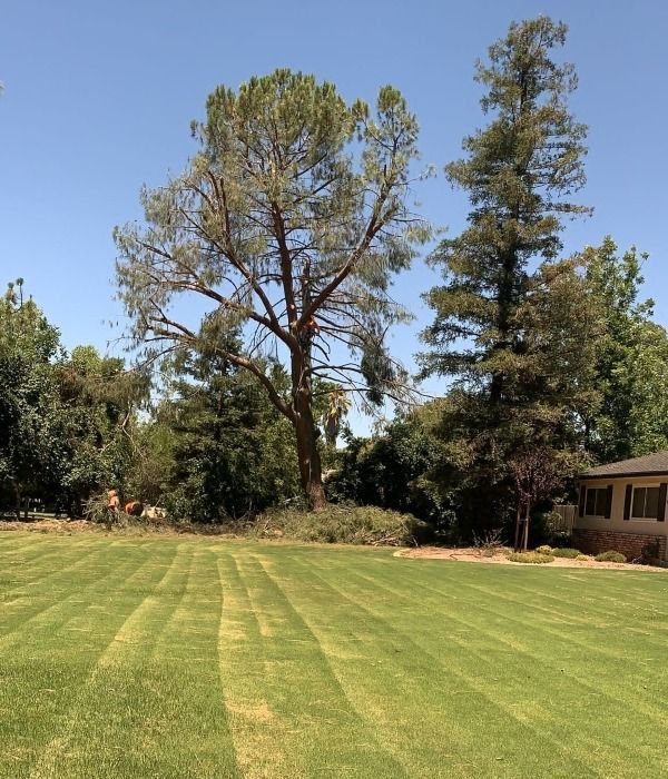 Wide green lawn with tall trees and a house under a clear blue sky