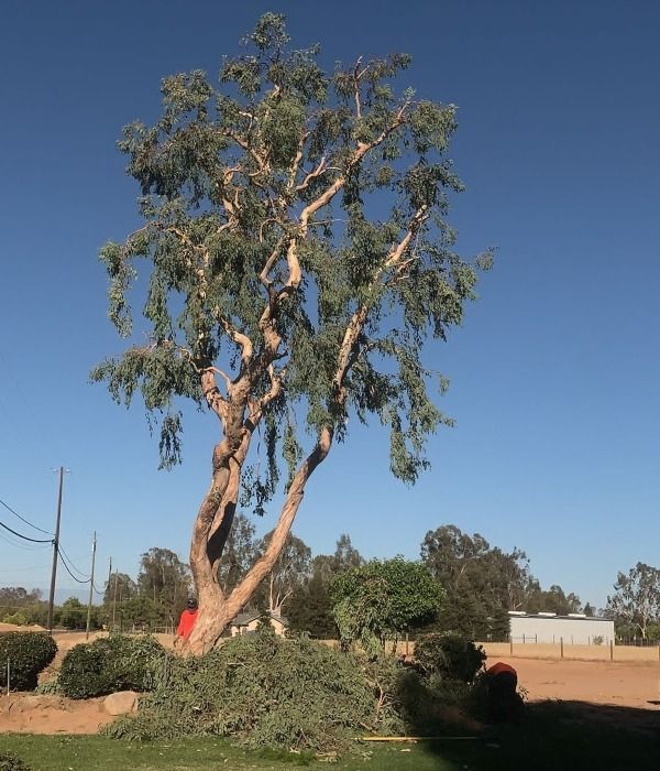Tall eucalyptus tree with twisted trunk in a dry field under a clear blue sky
