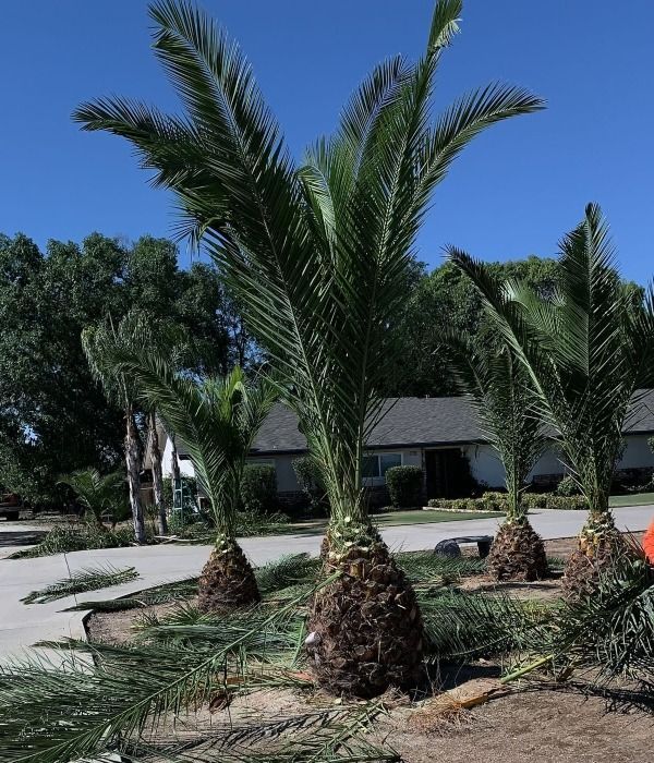 Young palm trees in a landscaped yard with a house in the background under a clear blue sky