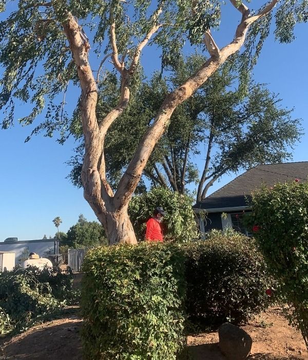 Tall tree and hedges in a sunny suburban yard, with a red garden ornament near a house.