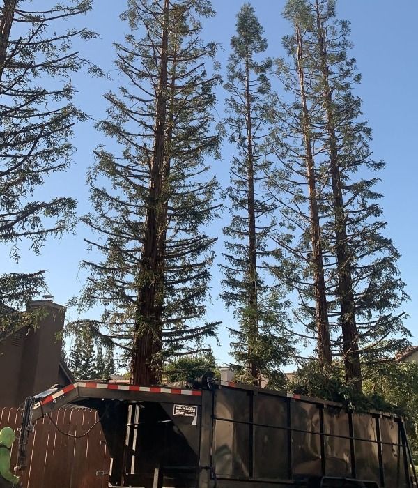Tall pine trees behind a black dump truck or trailer on a sunny day
