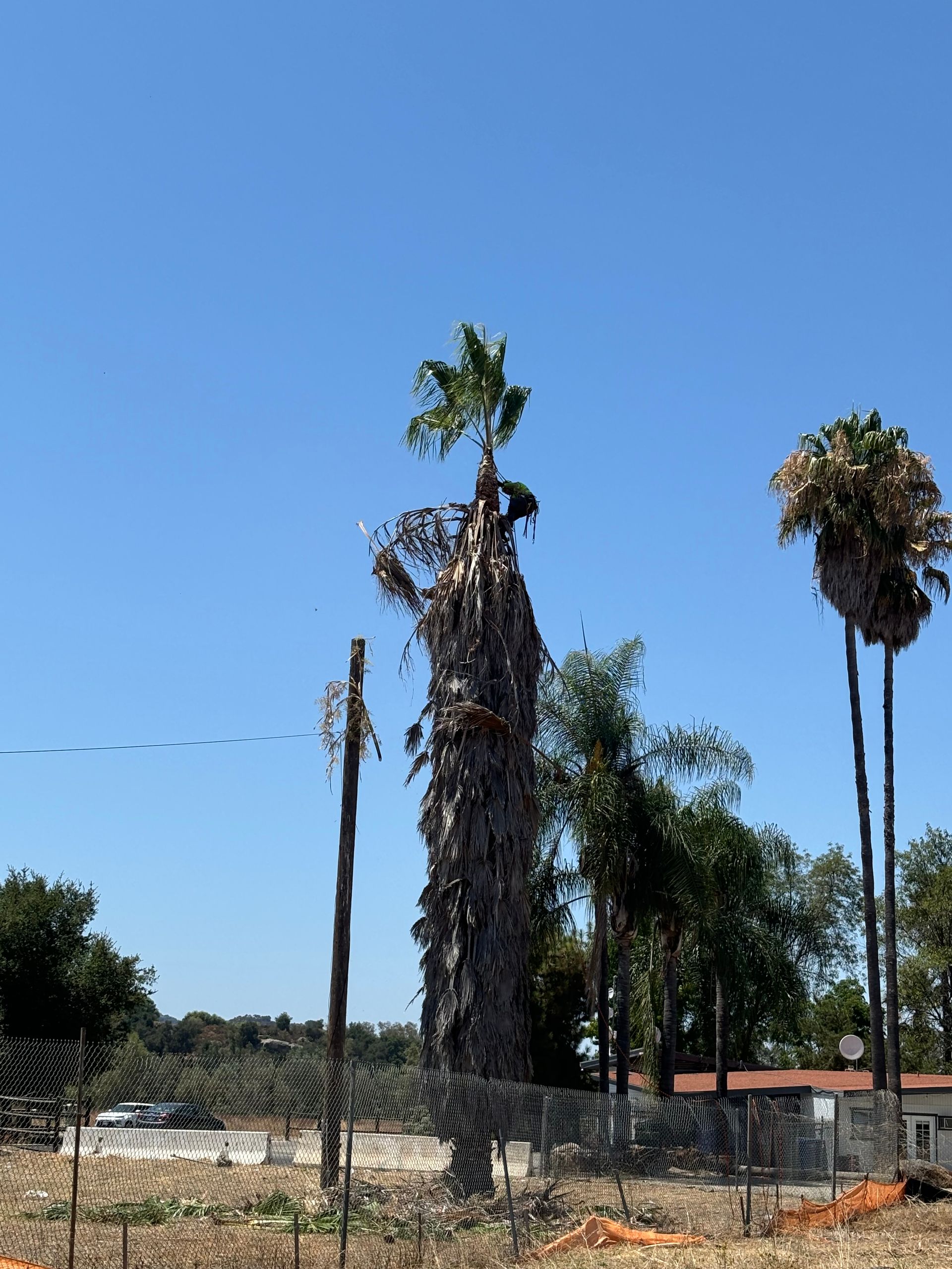 Tall palm trees behind a chain-link fence under a clear blue sky.