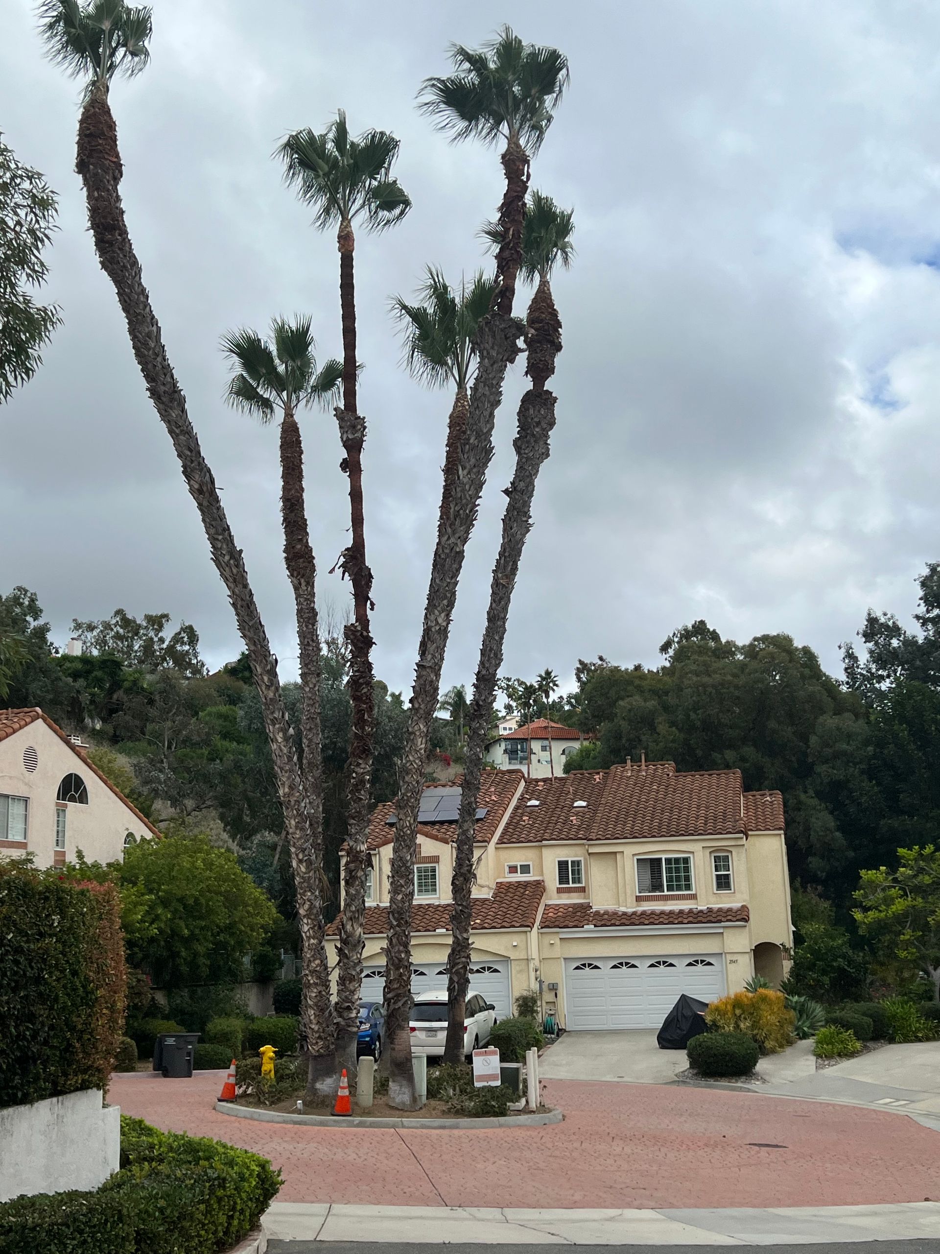 Palm trees in a suburban driveway with houses and a cloudy sky behind them