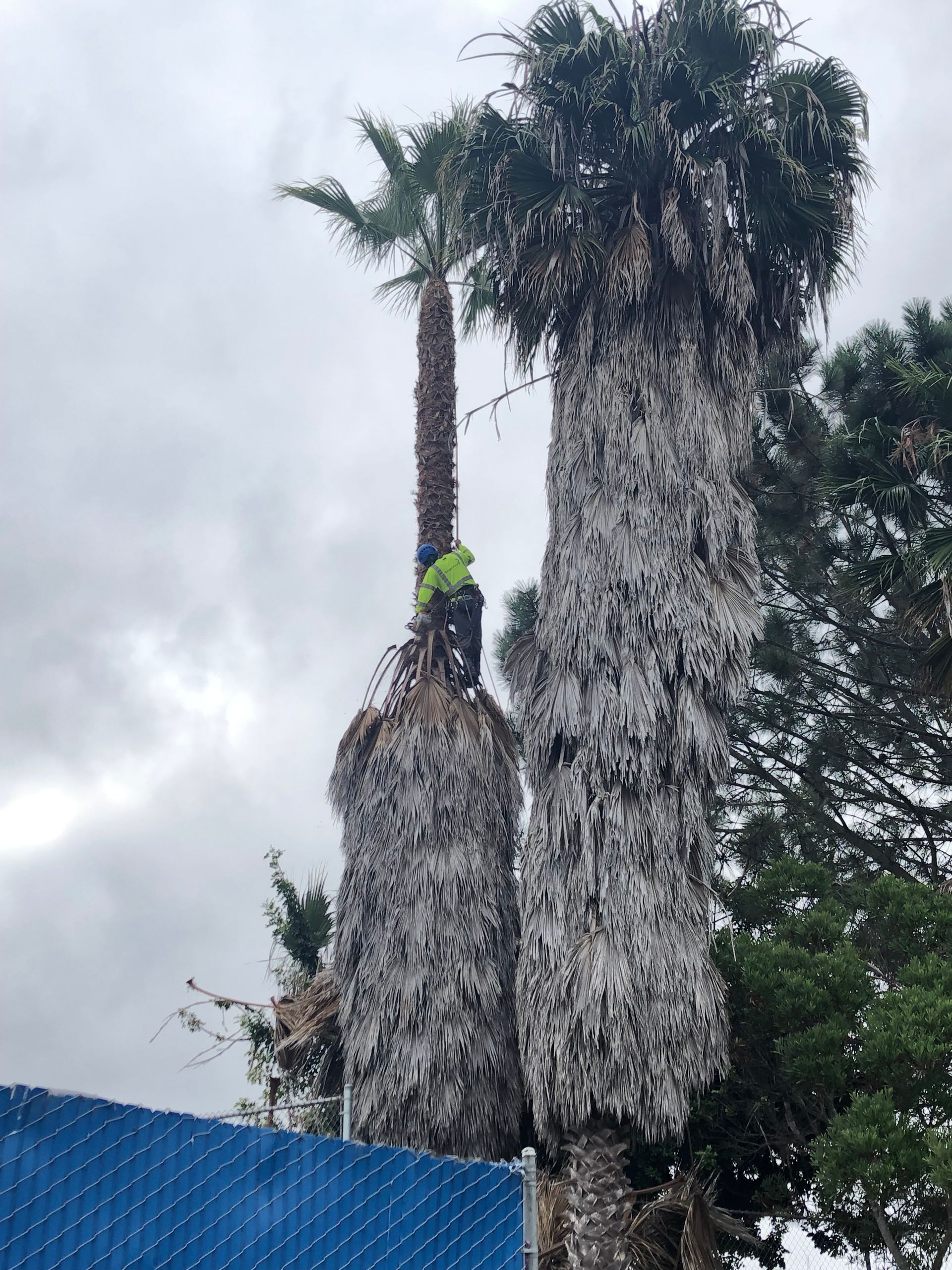 Tall palm trees stripped of fronds against a cloudy sky beside a blue roof