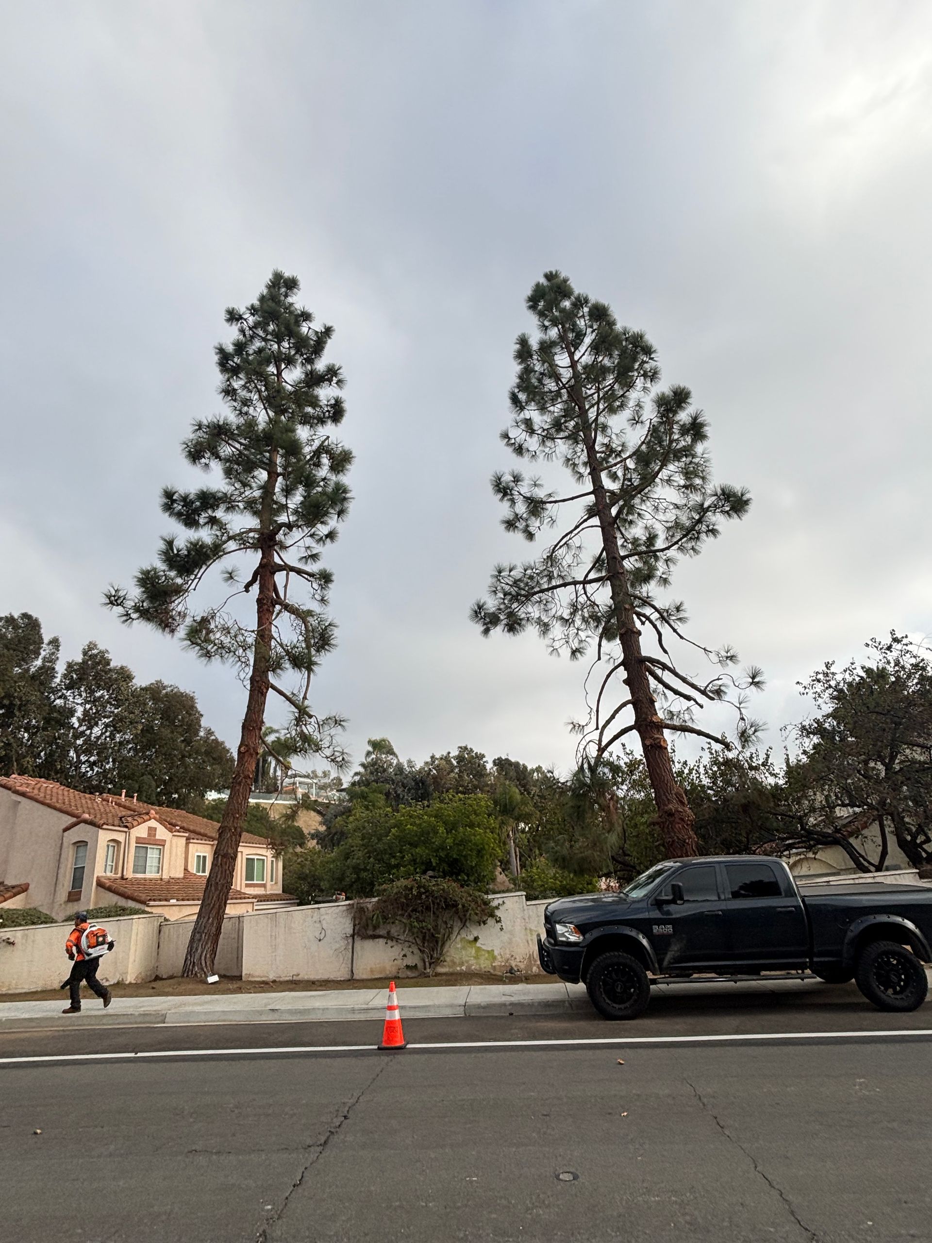 Black pickup truck beside a road cone near two tall trees under a cloudy sky