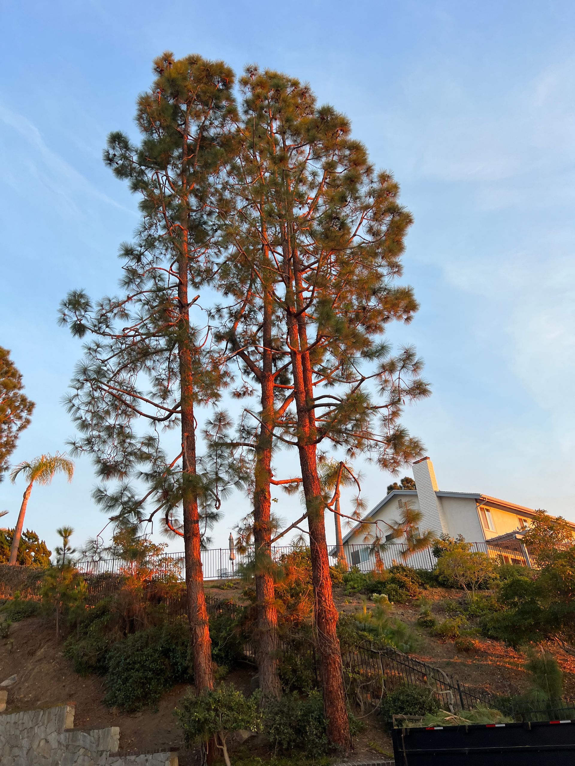 Tall pine trees in a hillside neighborhood at sunset, with a white house in the background.