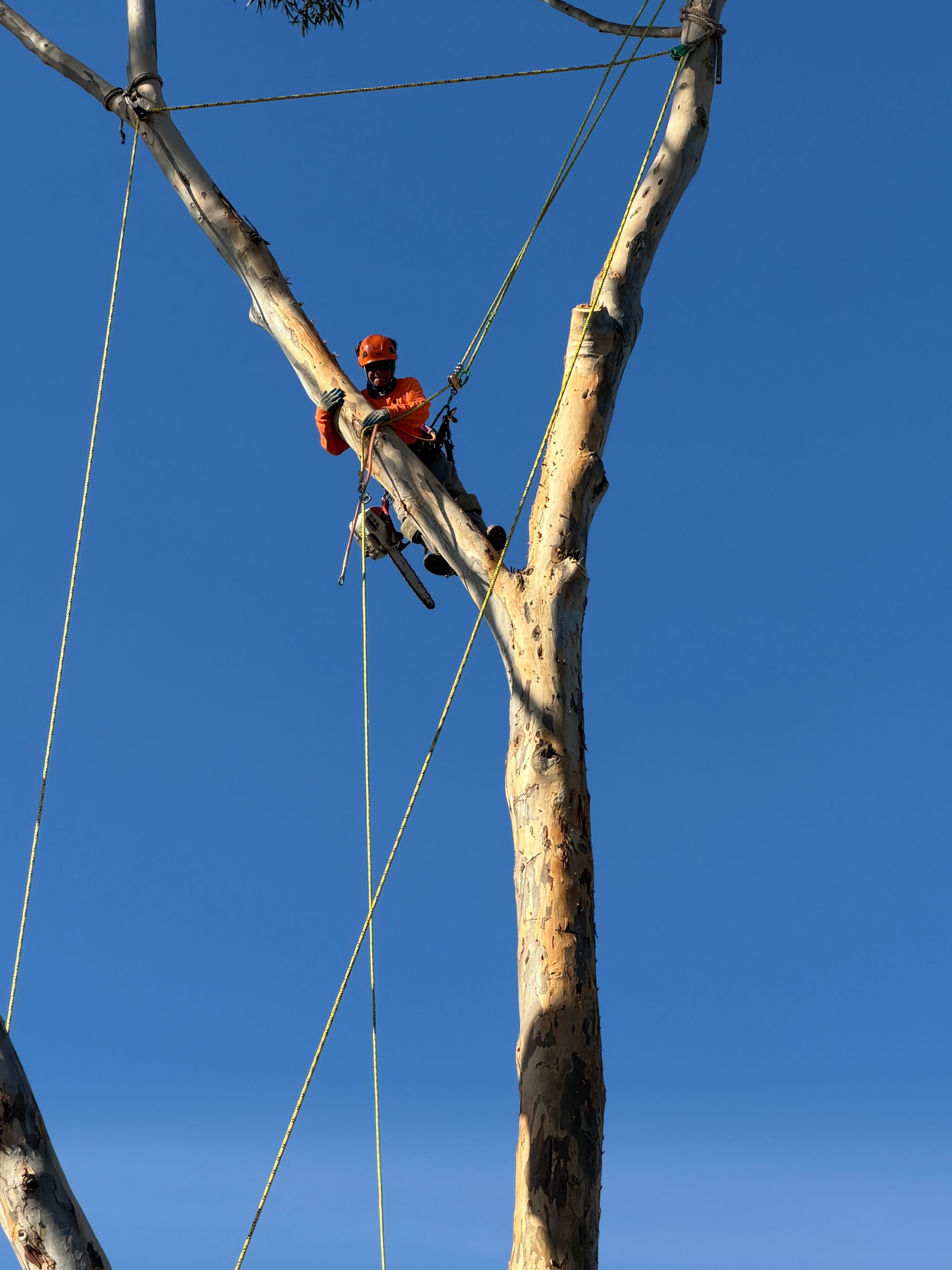 Arborist in orange helmet and harness climbing a tall tree against a clear blue sky