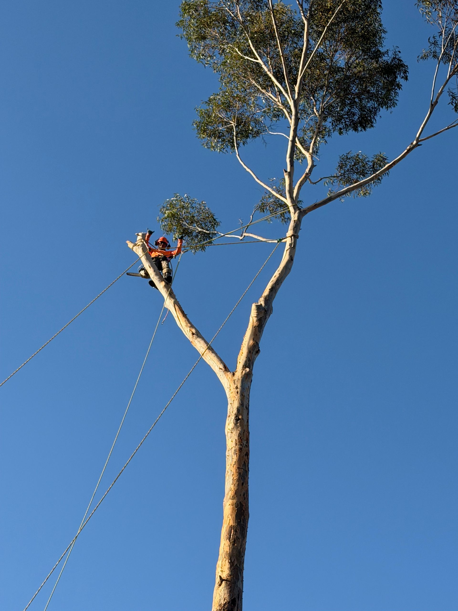 Arborist trimming a tall tree against a clear blue sky, suspended by safety ropes