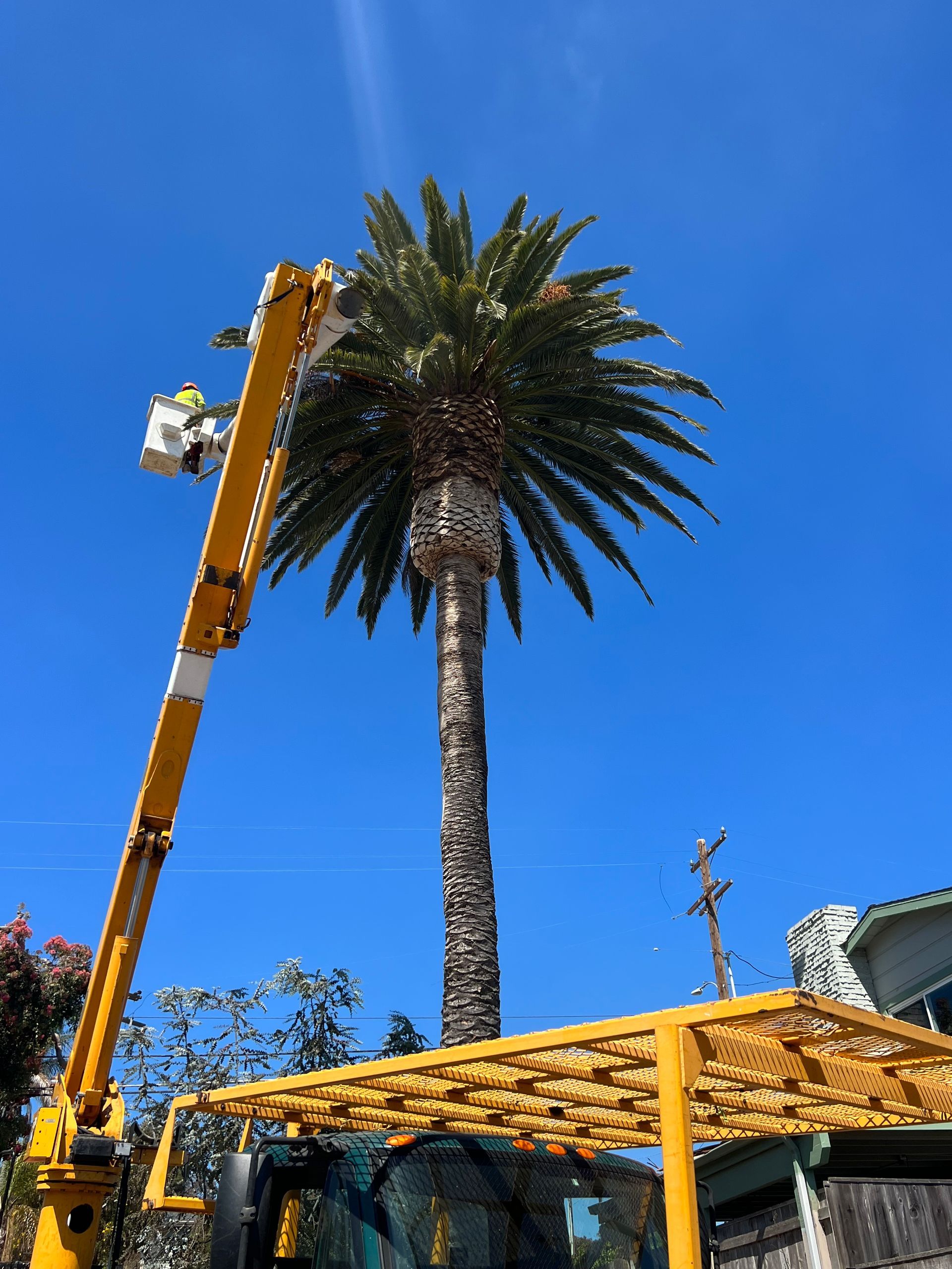 Yellow crane lifting palm tree over roof under blue sky