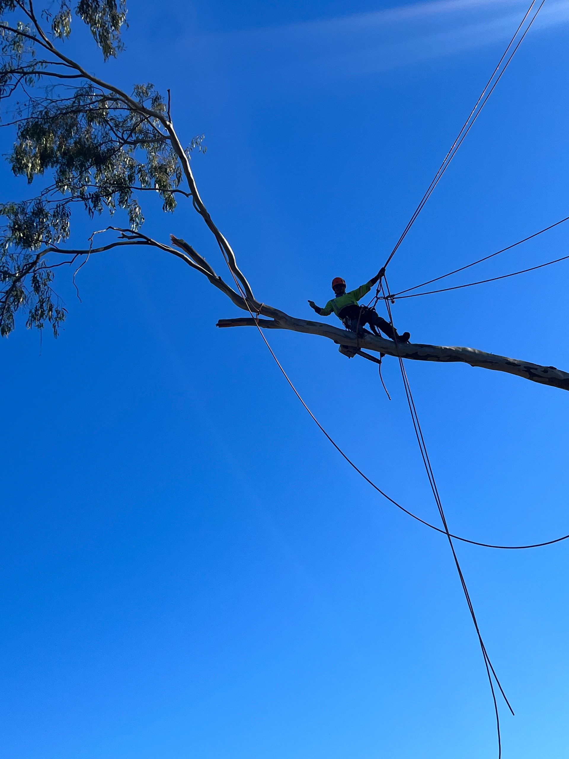Person perched on a tree branch high against a clear blue sky, with a rope or line hanging nearby
