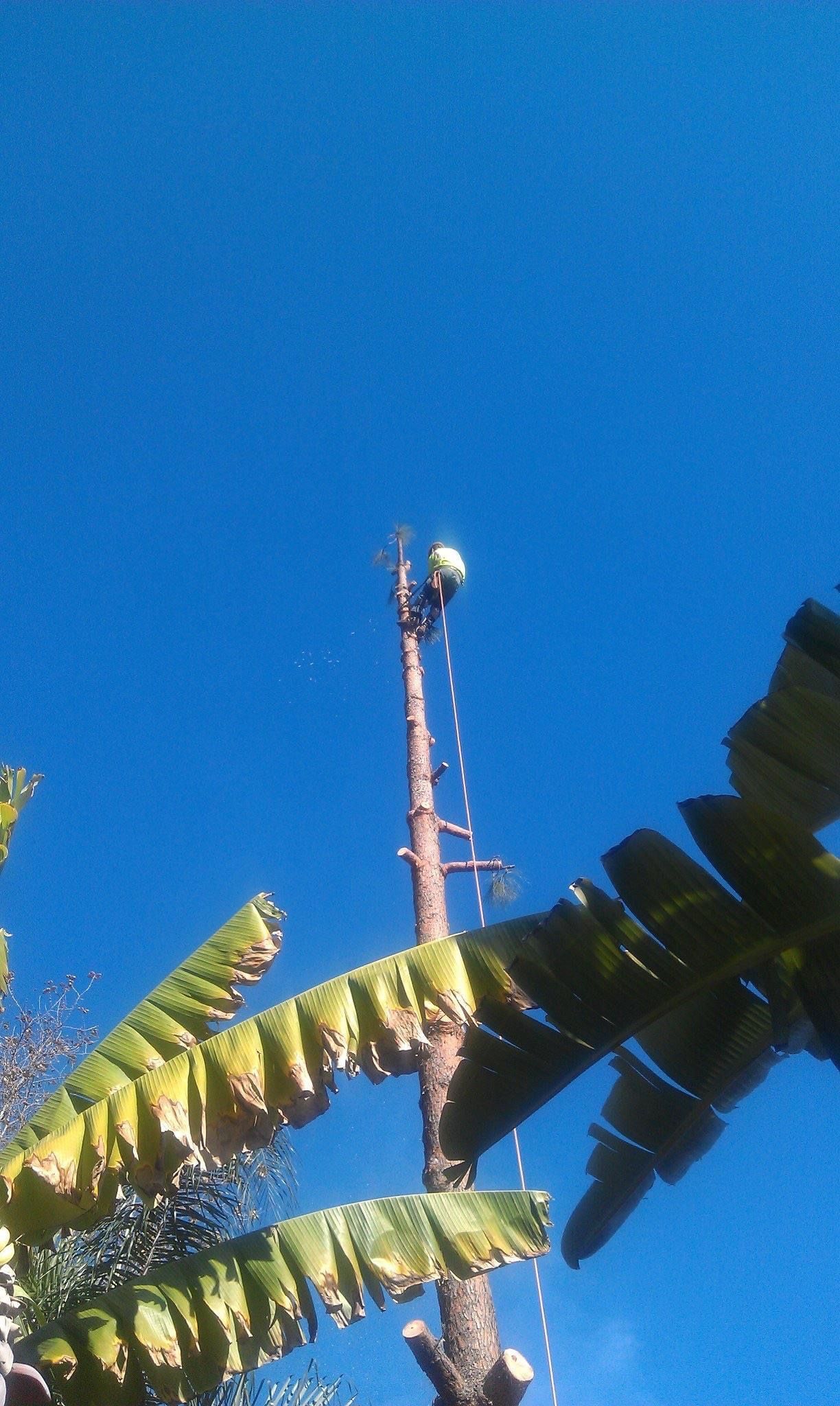 Red communication tower against blue sky, partially framed by green banana leaves.