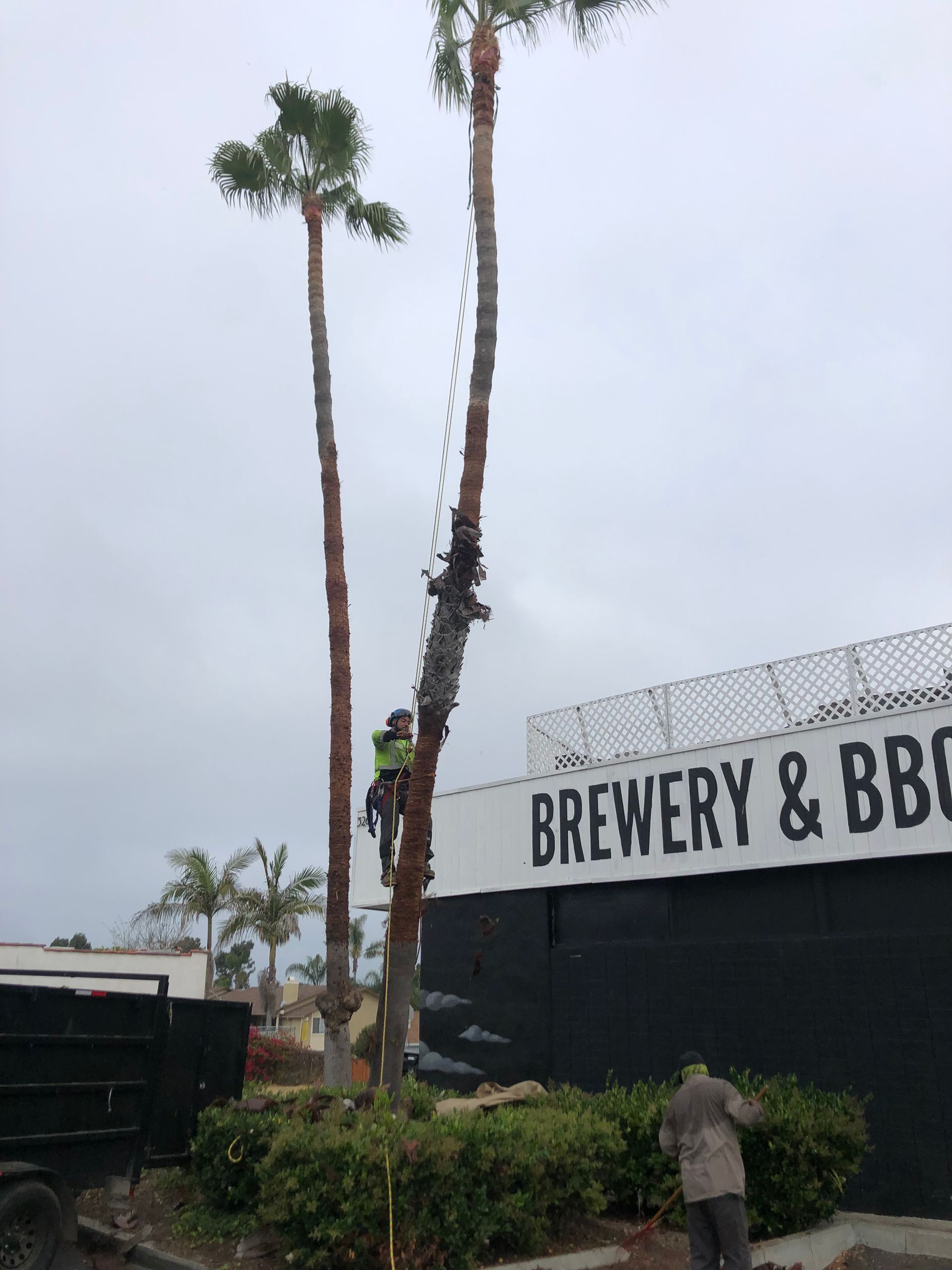 Workers trimming tall palm trees outside a brewery and BBQ restaurant