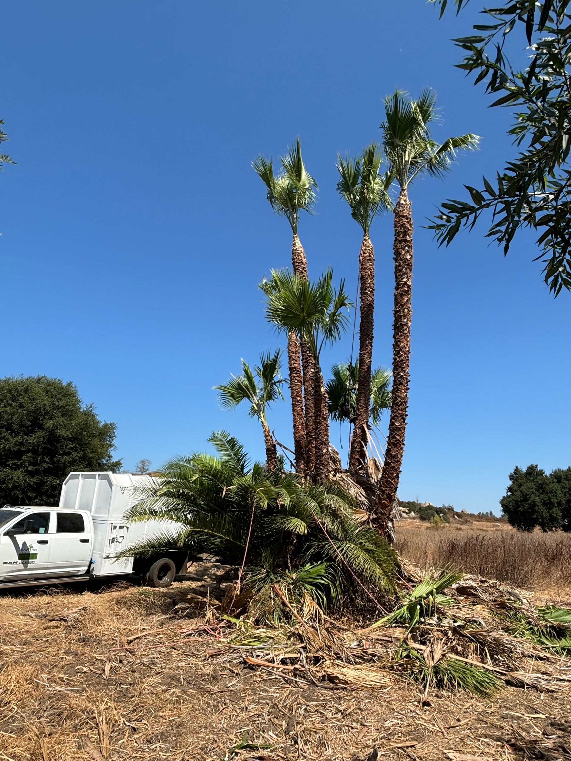 Three tall palm trees beside a white truck in a dry field under a clear blue sky