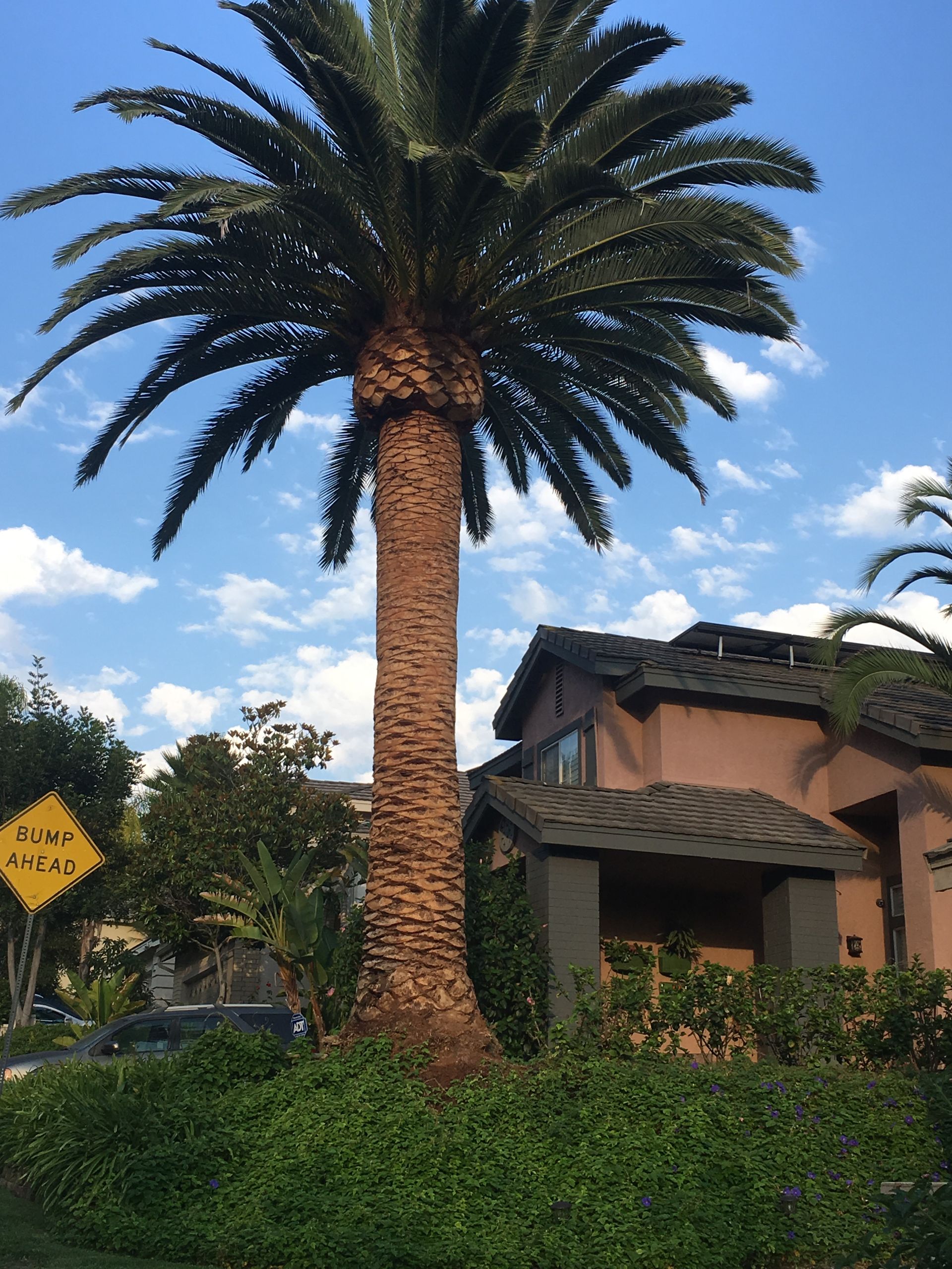 Tall palm tree in front of a house with a hedge under a blue sky with clouds