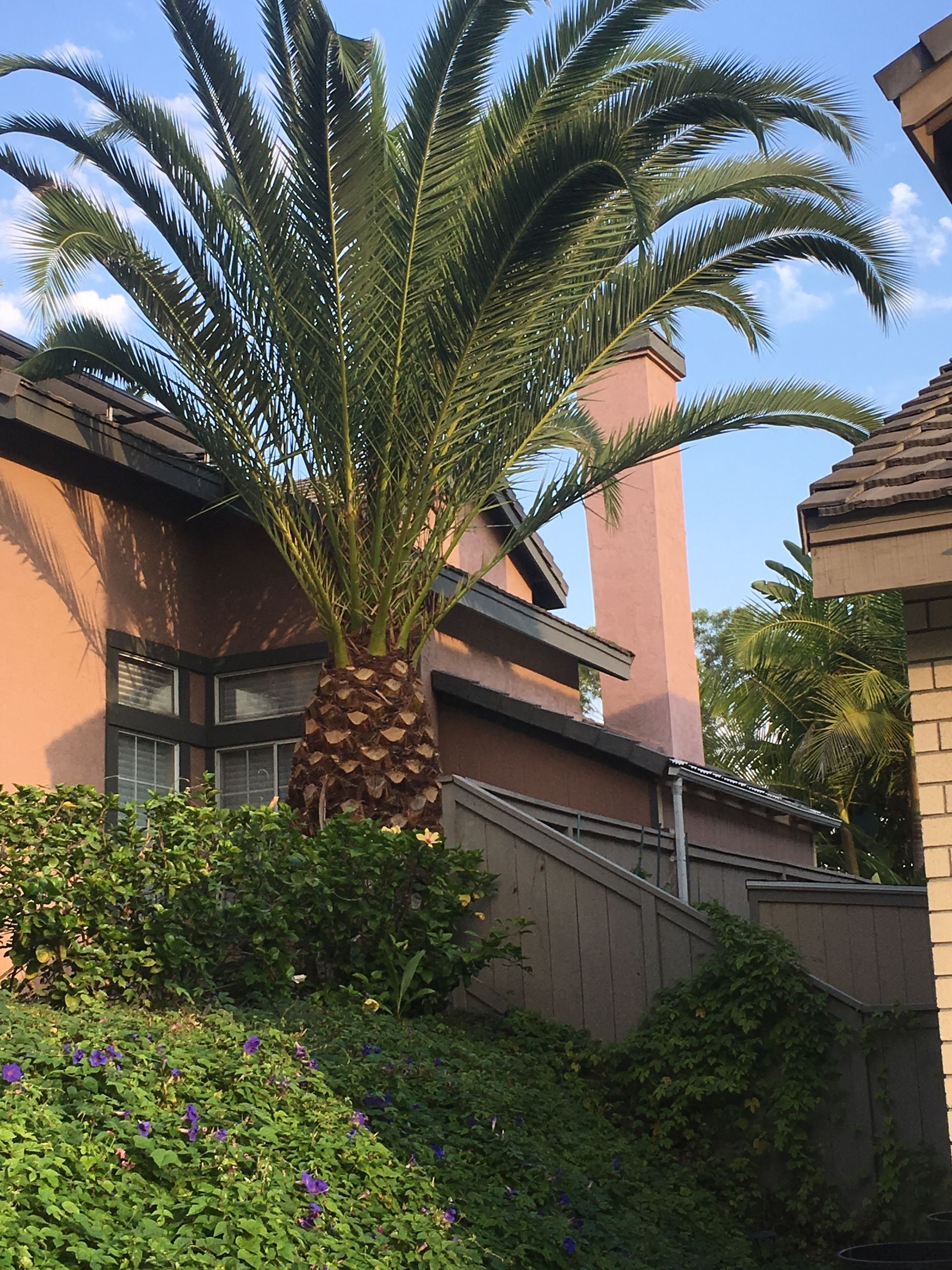Tall palm tree in a suburban garden beside a house and fence, with shrubs and purple flowers.