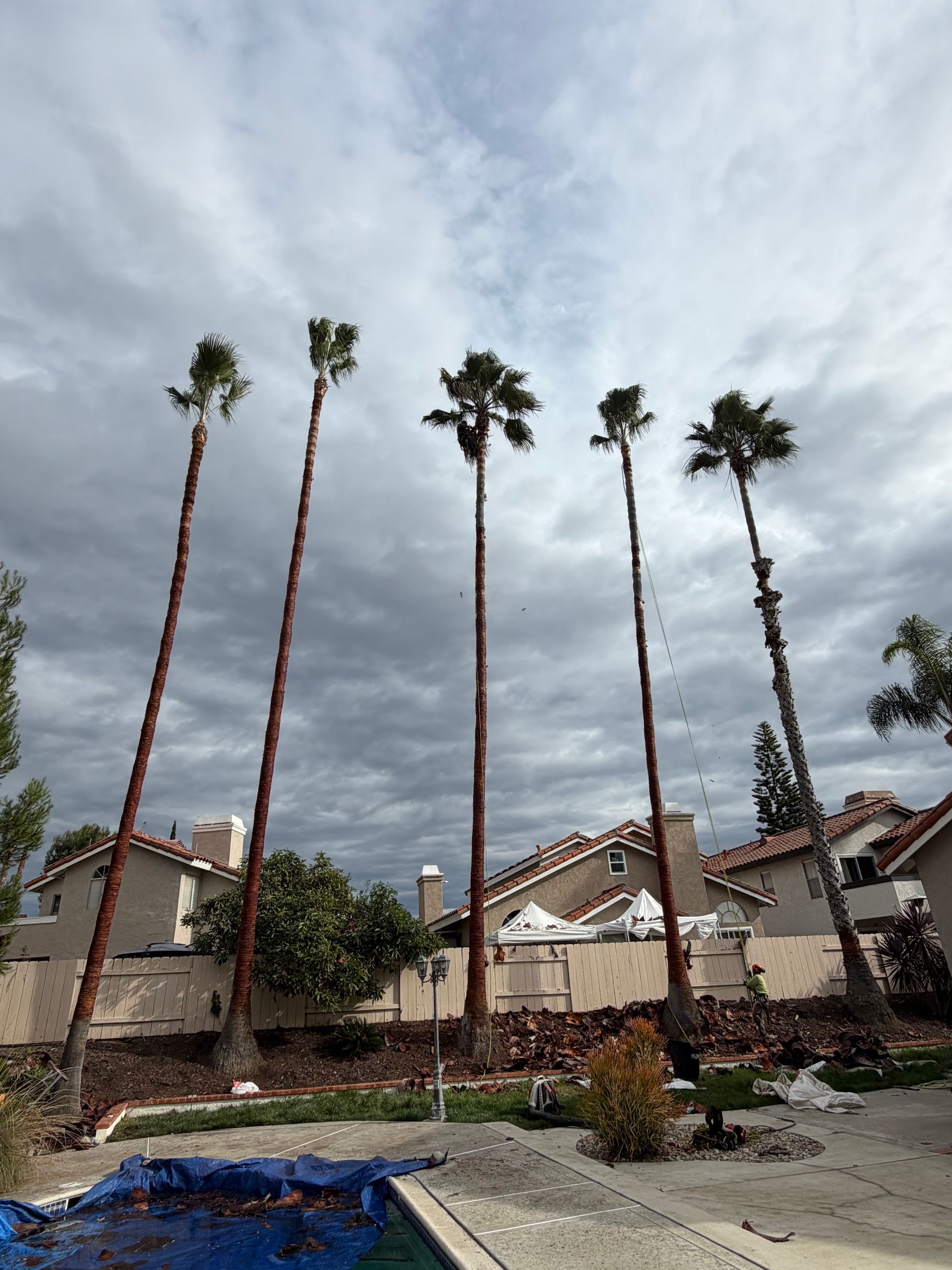 Tall palm trees in a suburban yard under a cloudy sky, with houses and a blue tarp below.