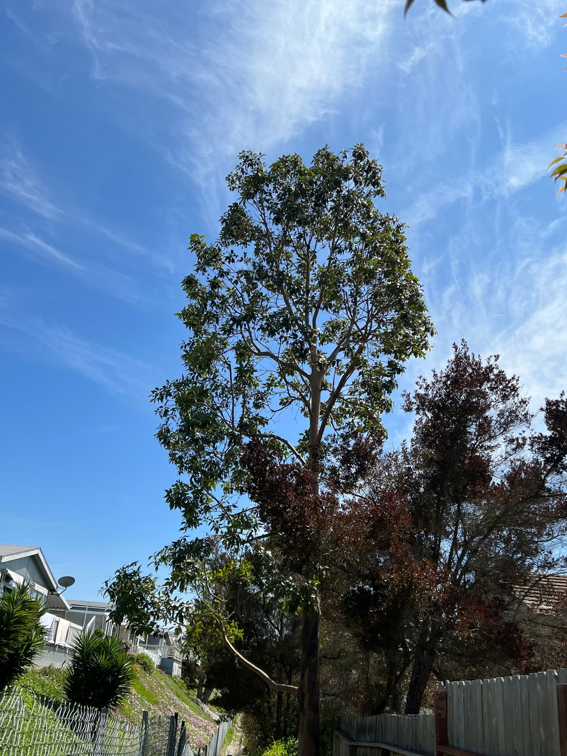 Tall tree with green and dark red leaves against a blue sky in a backyard garden