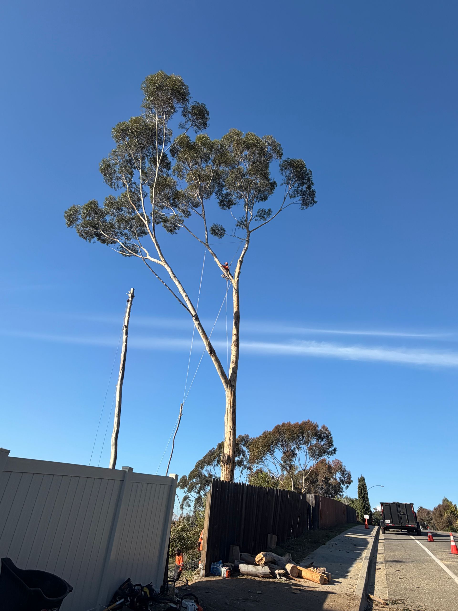 Tall eucalyptus tree beside a roadside under a clear blue sky
