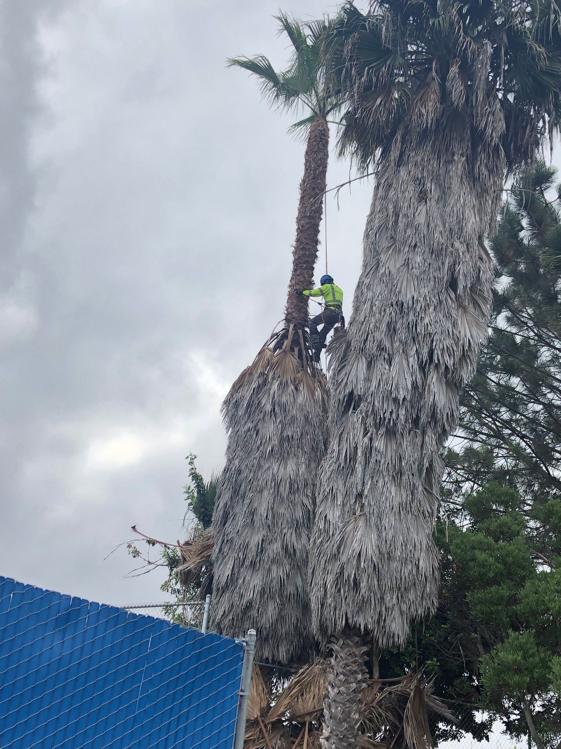 Worker climbing a tall palm tree beside a blue roof under a cloudy sky