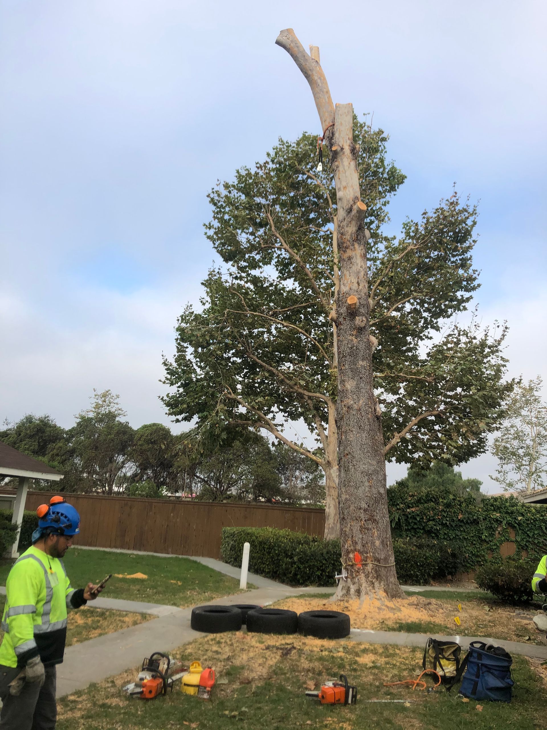 Worker in neon vest chainsaws a tall dead tree trunk beside a road and sidewalk.