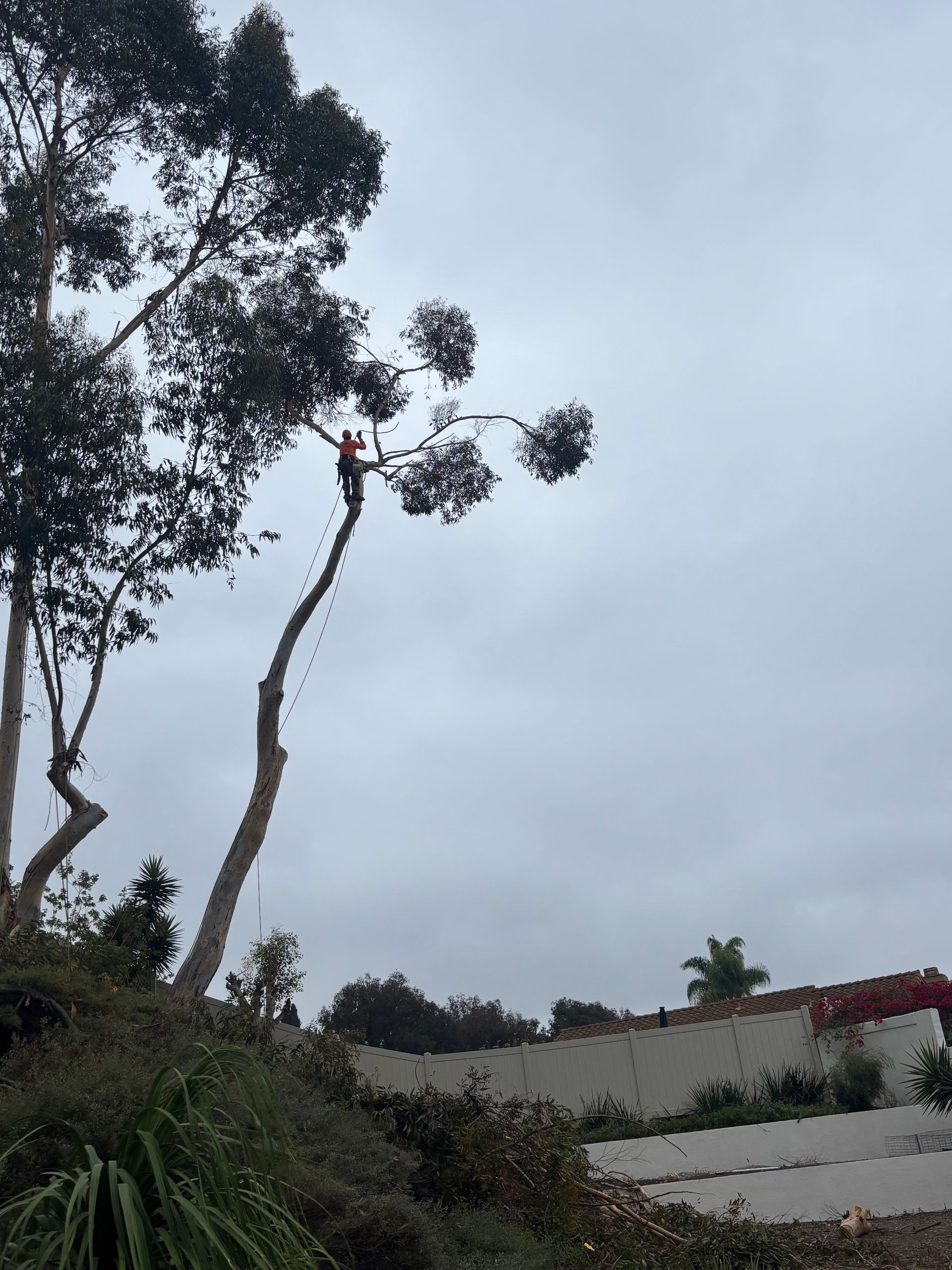 Overcast sky above tall trees and a white wall in a sloping outdoor landscape