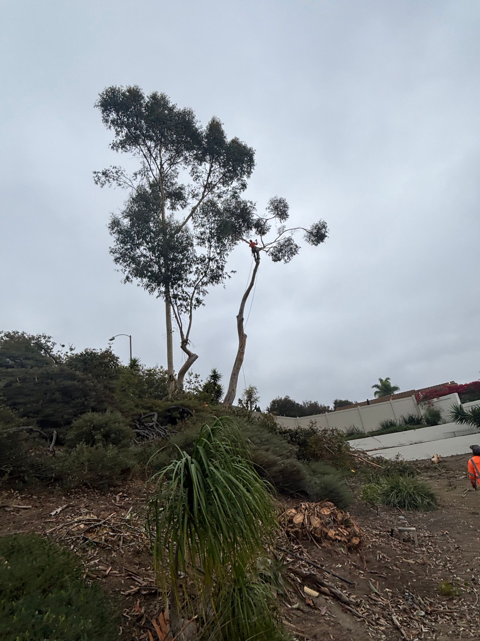 Two tall trees on a rocky hillside under a cloudy sky, with a white wall in the background.
