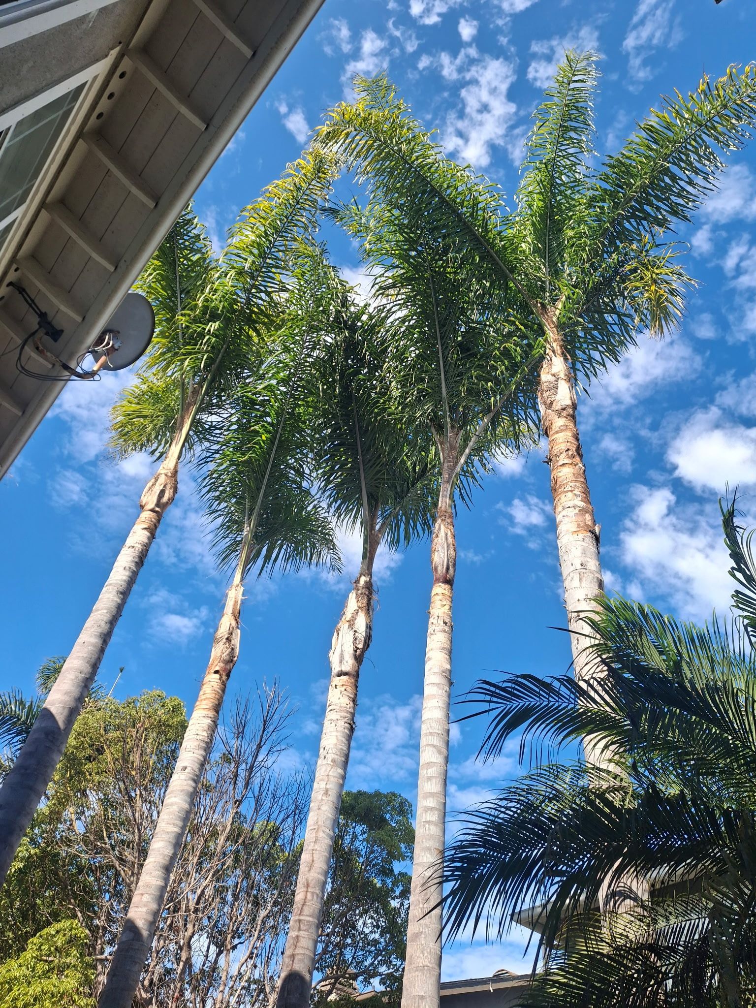 Tall palm trees against a bright blue sky with scattered clouds, seen beside a house roofline